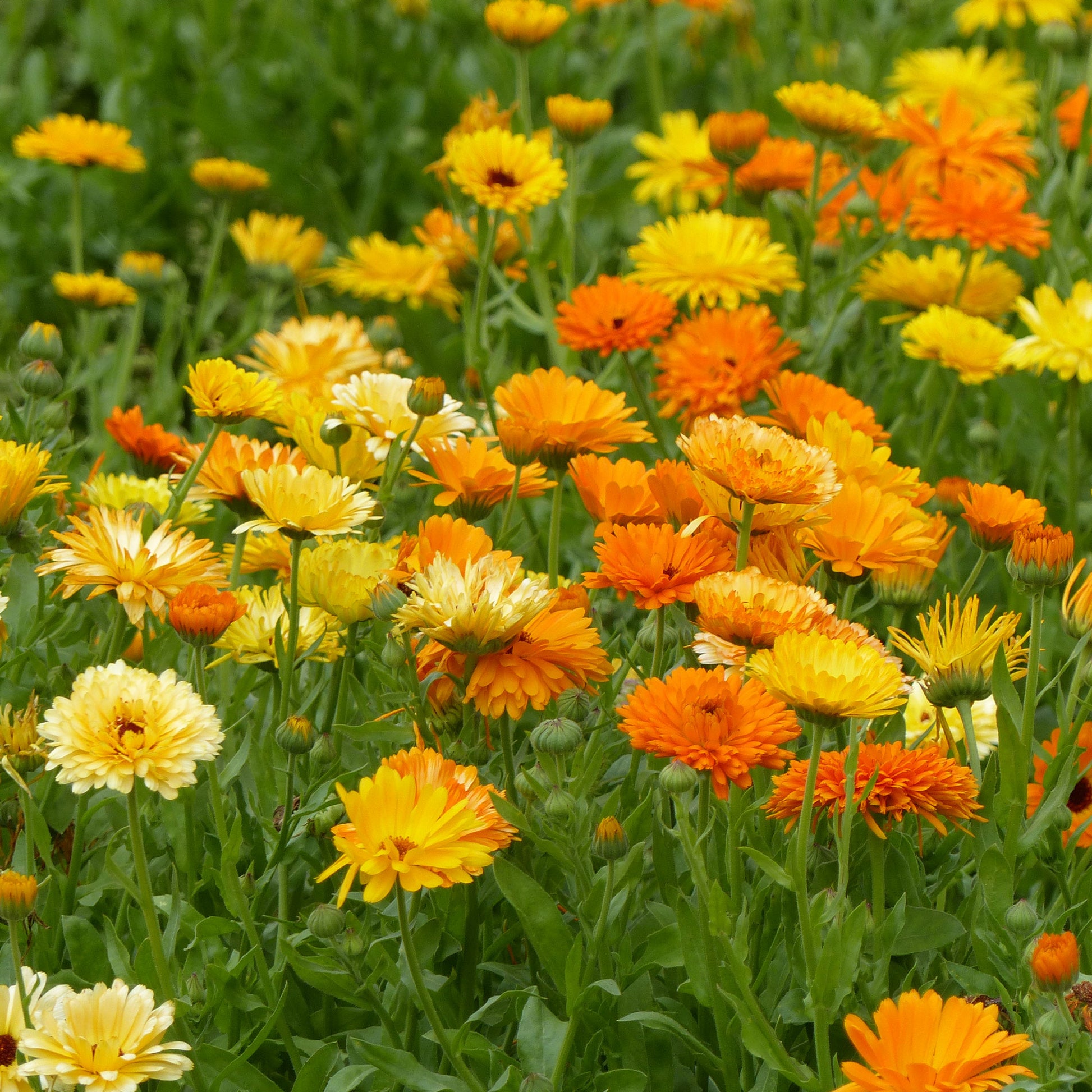 Calendula officinalis - Goudsbloem Mix - Eenjarige bloemzaden