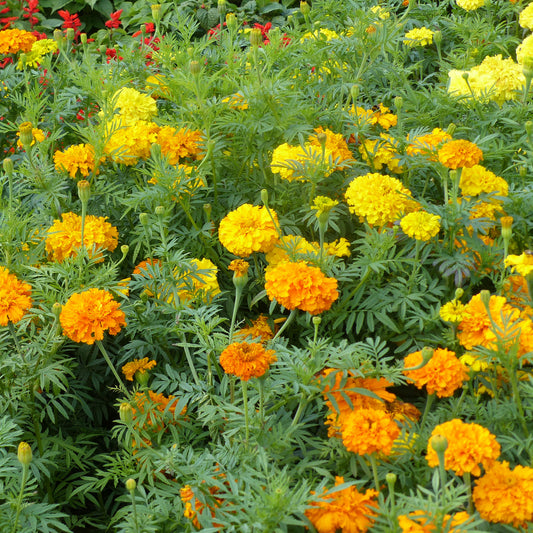 Klein Afrikaantje - Bakker