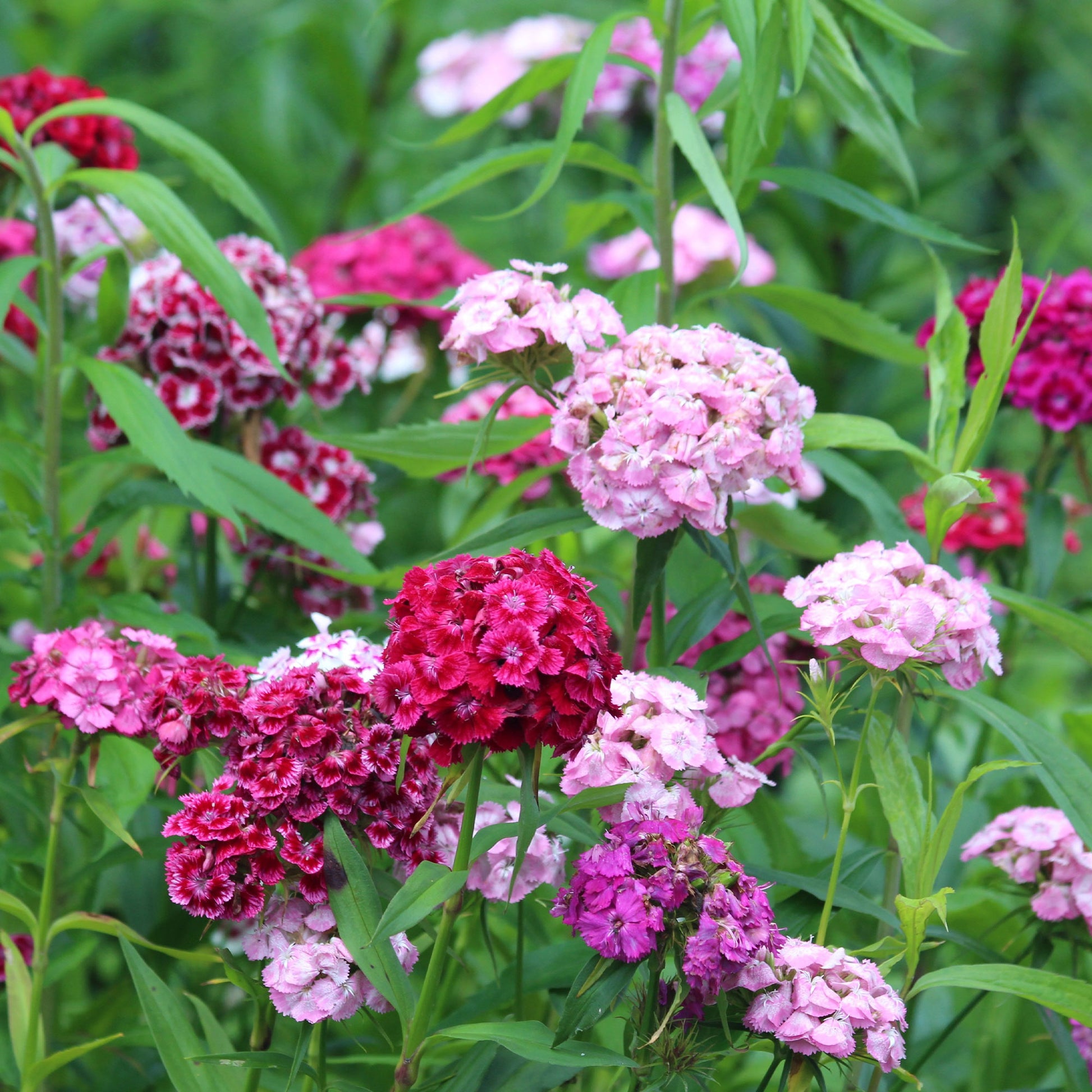 Dianthus barbatus - Duizendschoon Mix - Anjers - Dianthus