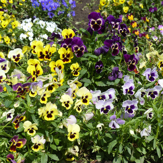 Grootbloemig viooltjes Mix - Bakker