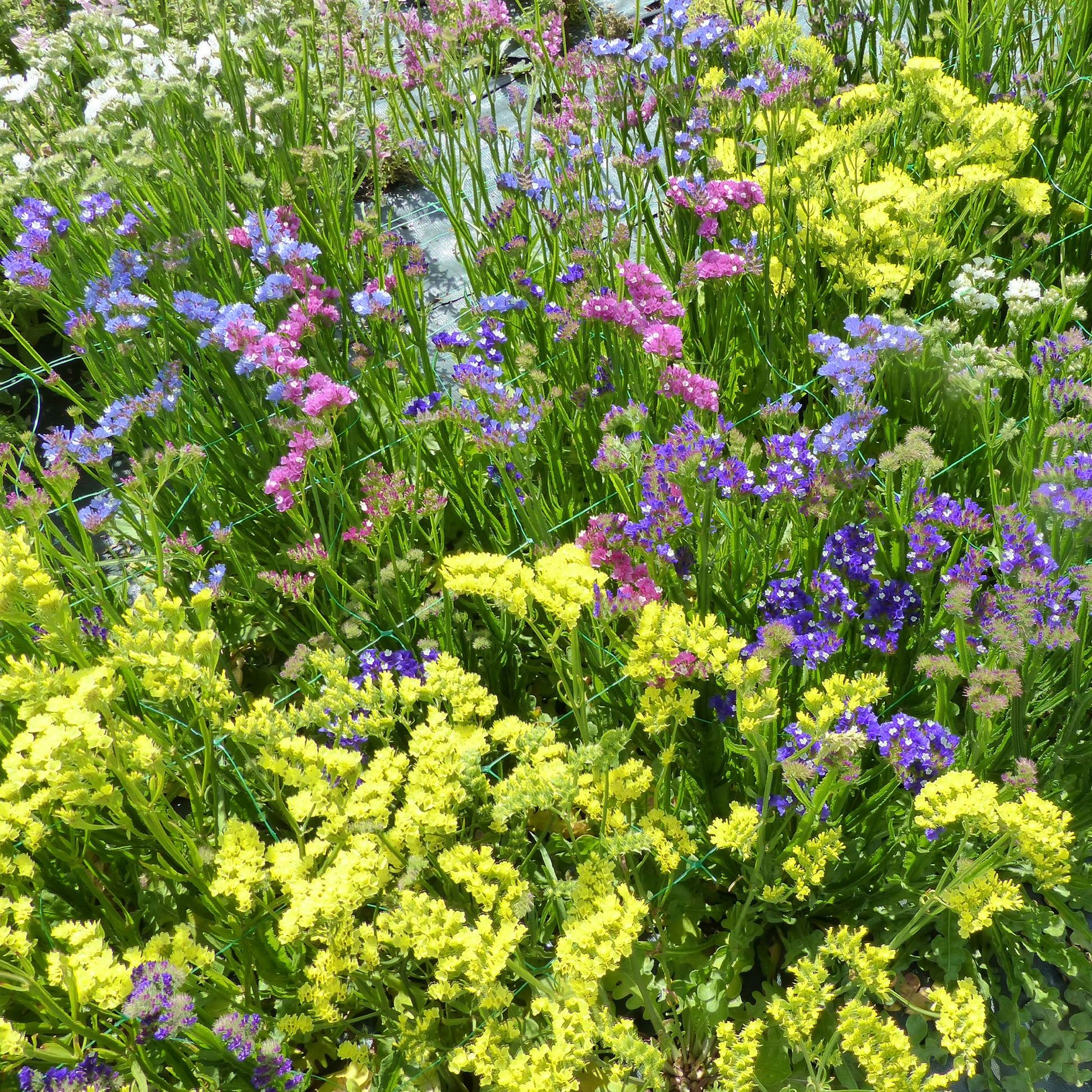 Lamsoor Mix - Limonium sinuata - Bakker