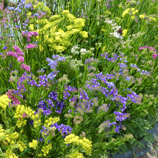 Lamsoor Mix - Bakker