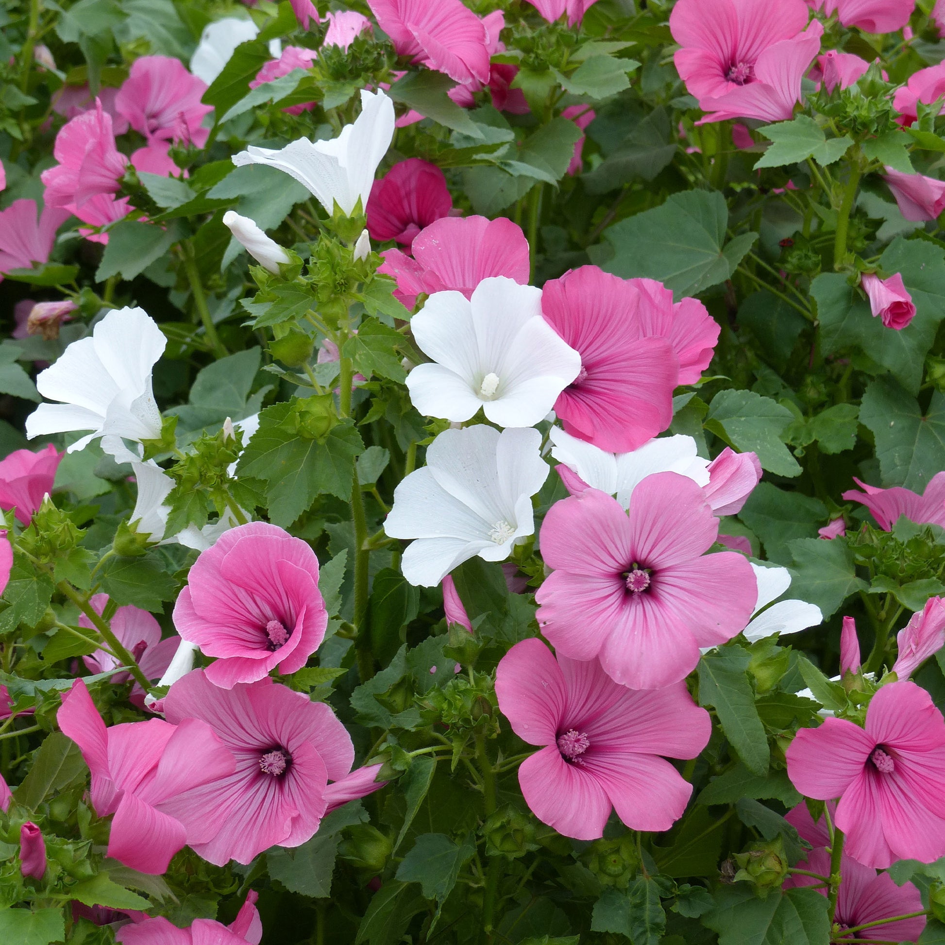 Grootbloemige struikmalva Mix - Bakker