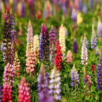 Lupine 'Russell' - Bakker