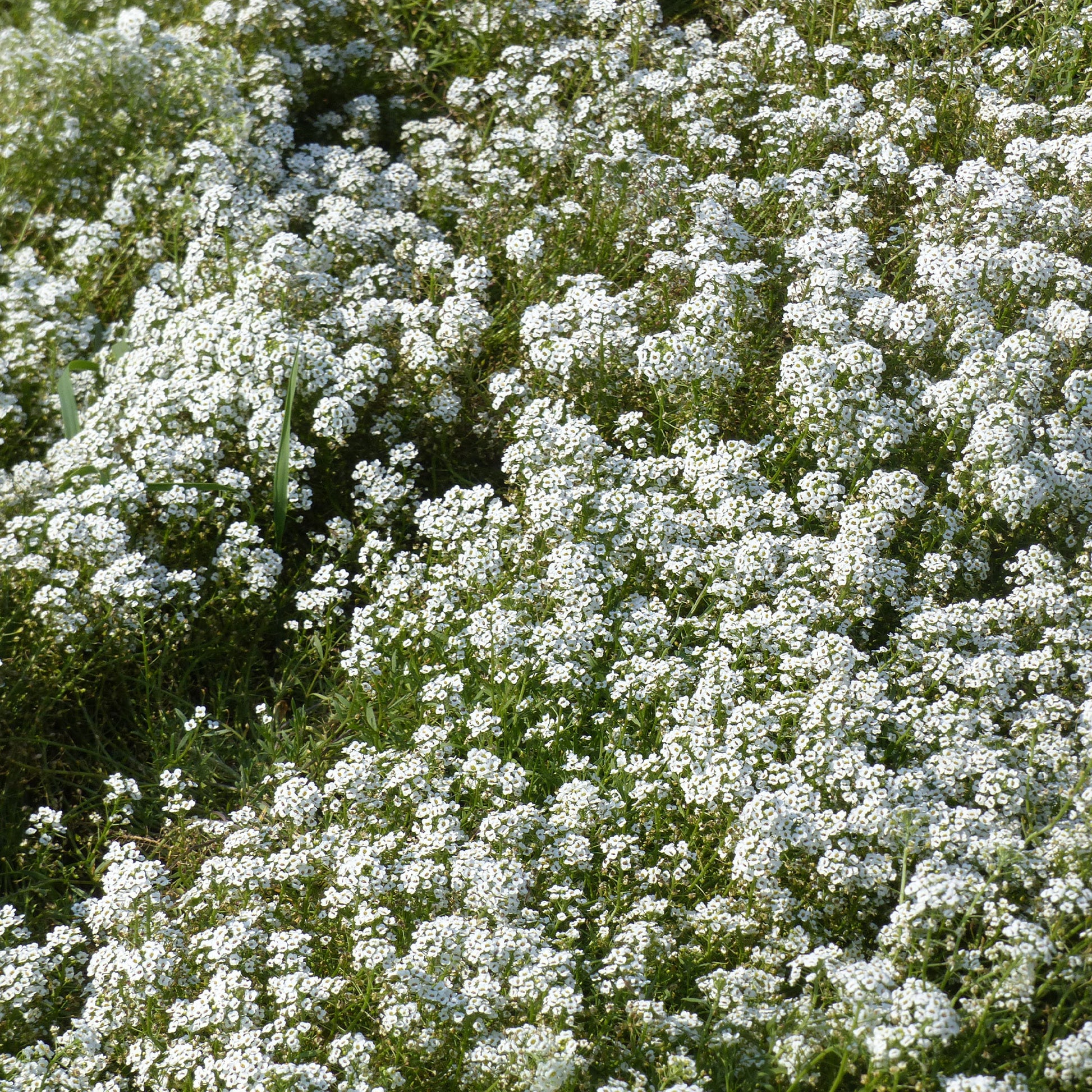 Schildzaad - Alyssum maritimum - Bakker