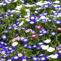 Dagschone - tricolor - Convolvulus tricolor - Bakker