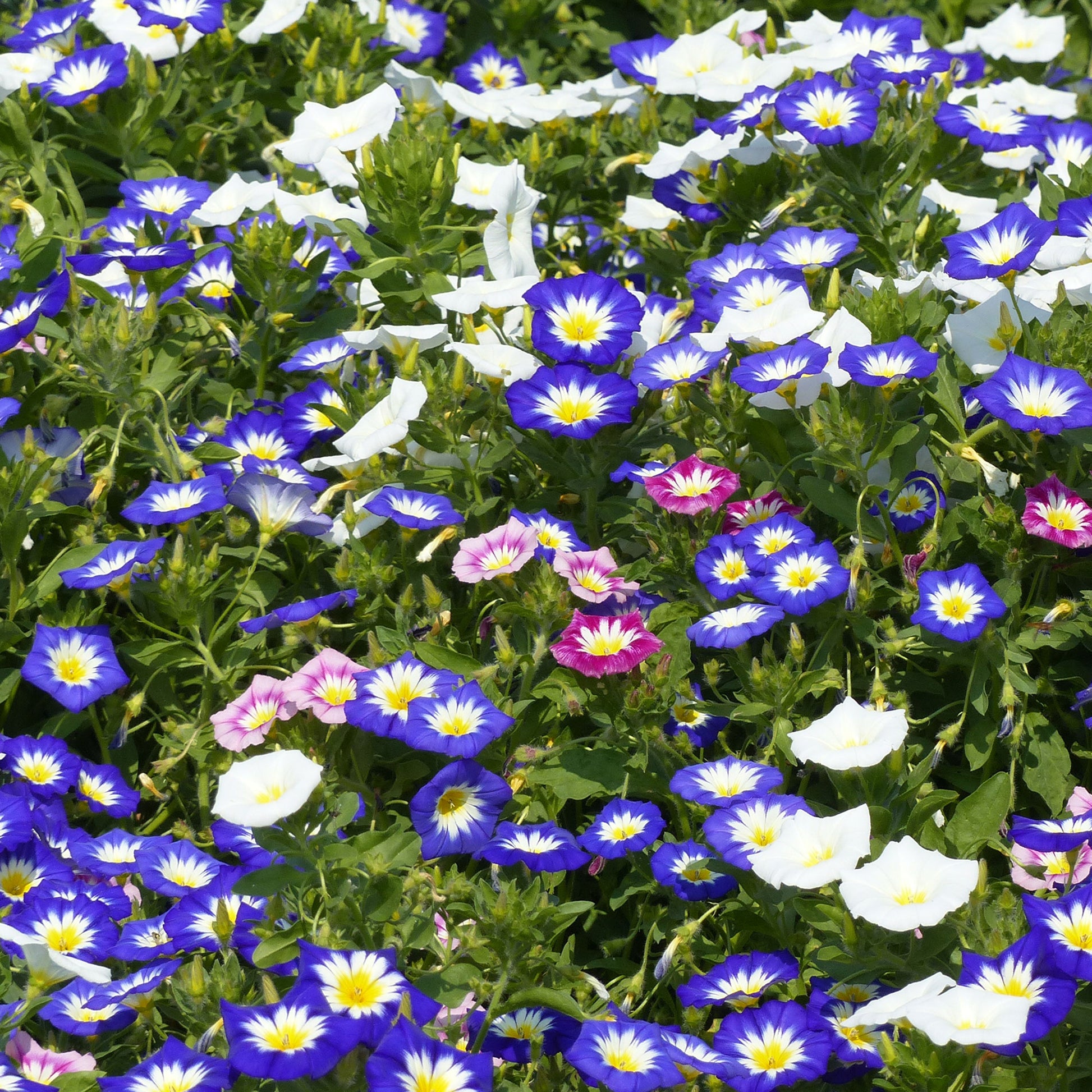Dagschone - tricolor - Convolvulus tricolor - Bakker