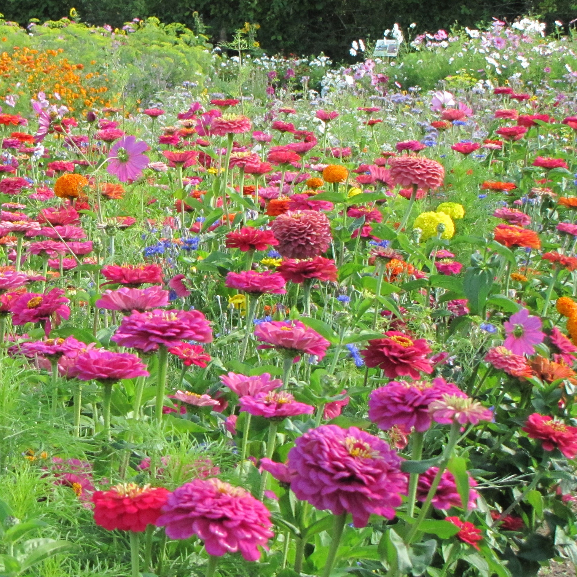 Plukbloemen Mix -  - Bakker