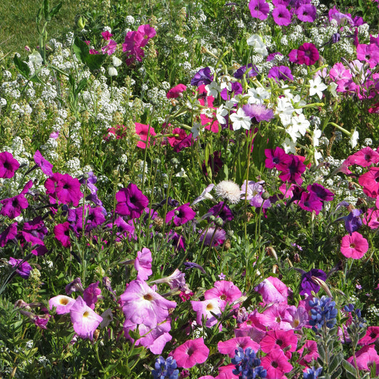 Geurende bloemenmix - Bakker
