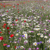 Gemengde bloemzaden - Veldbloemenmix - Mélange fleurs des champs