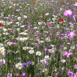 Veldbloemenmix - Bakker