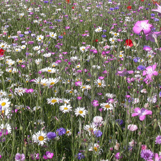 Veldbloemenmix