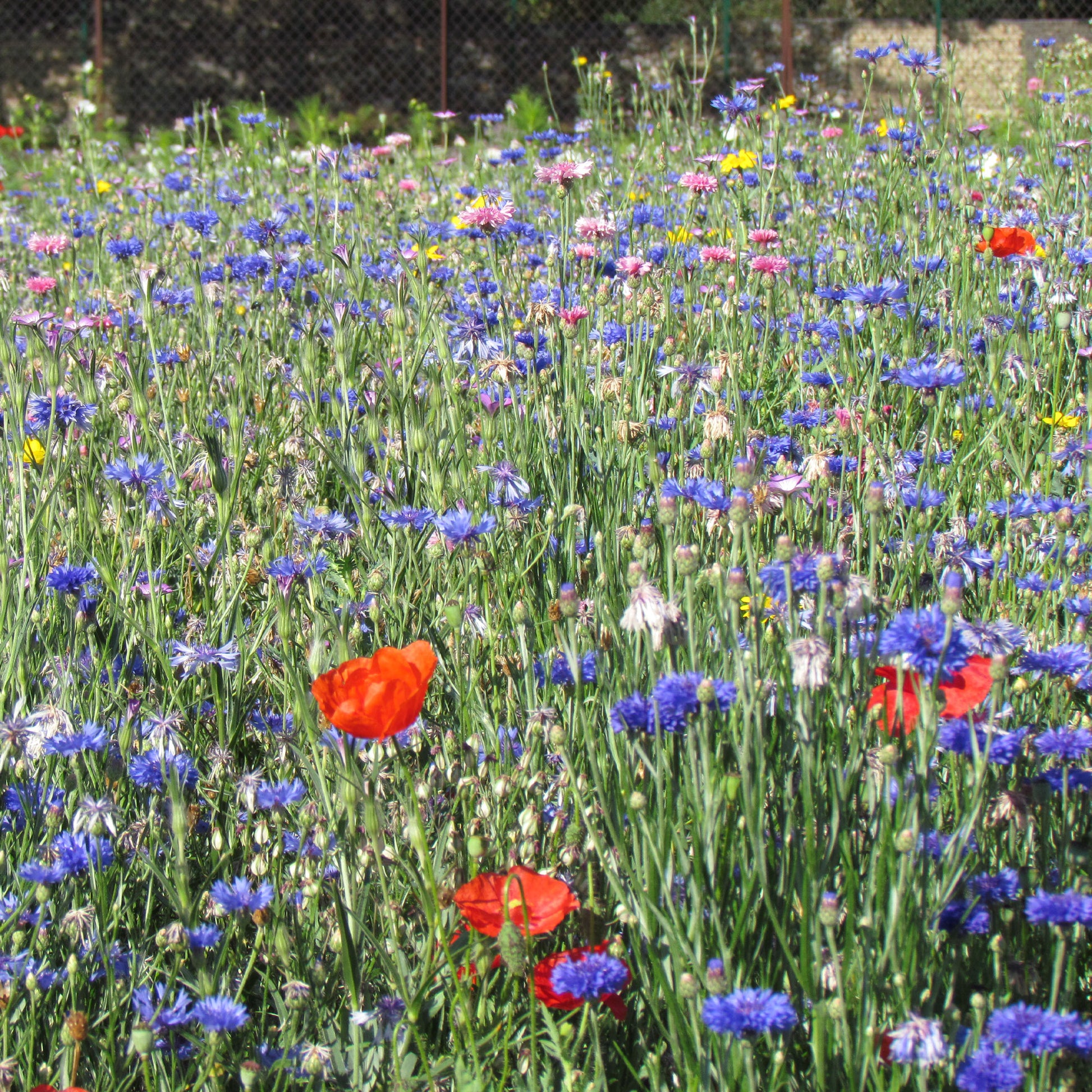 Veldbloemenmix - Mélange fleurs des champs - Bakker