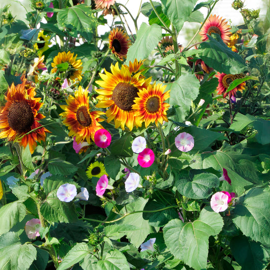 Mooie en zonnige klimplanten - Bakker