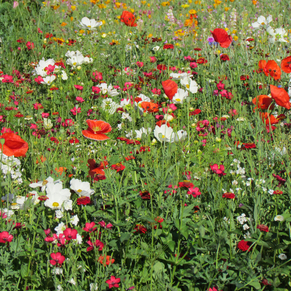 Bloemenmix vanille-aardbei - Bakker