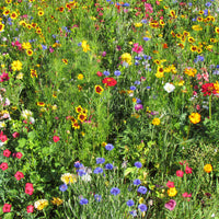 Zomerse multicolor bloemenmix - Bakker