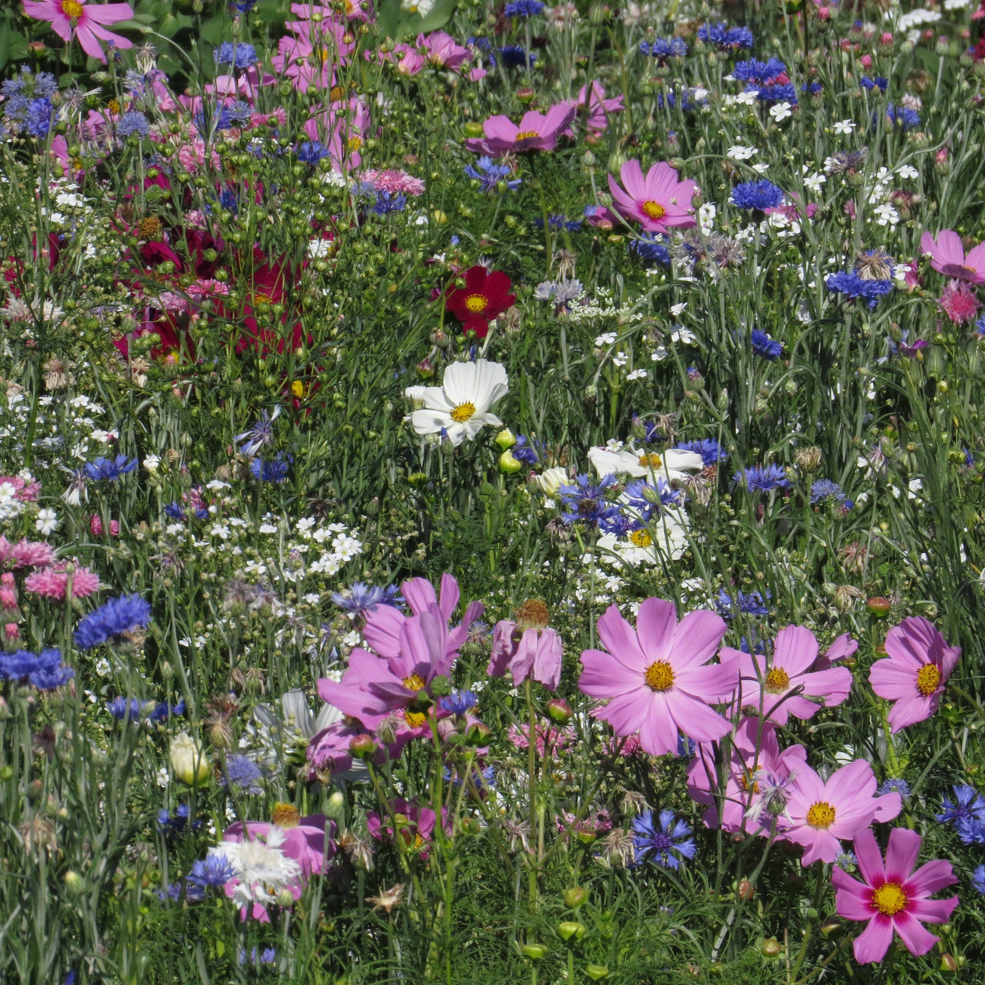 Pastelkleurige bloemenmix - Bakker