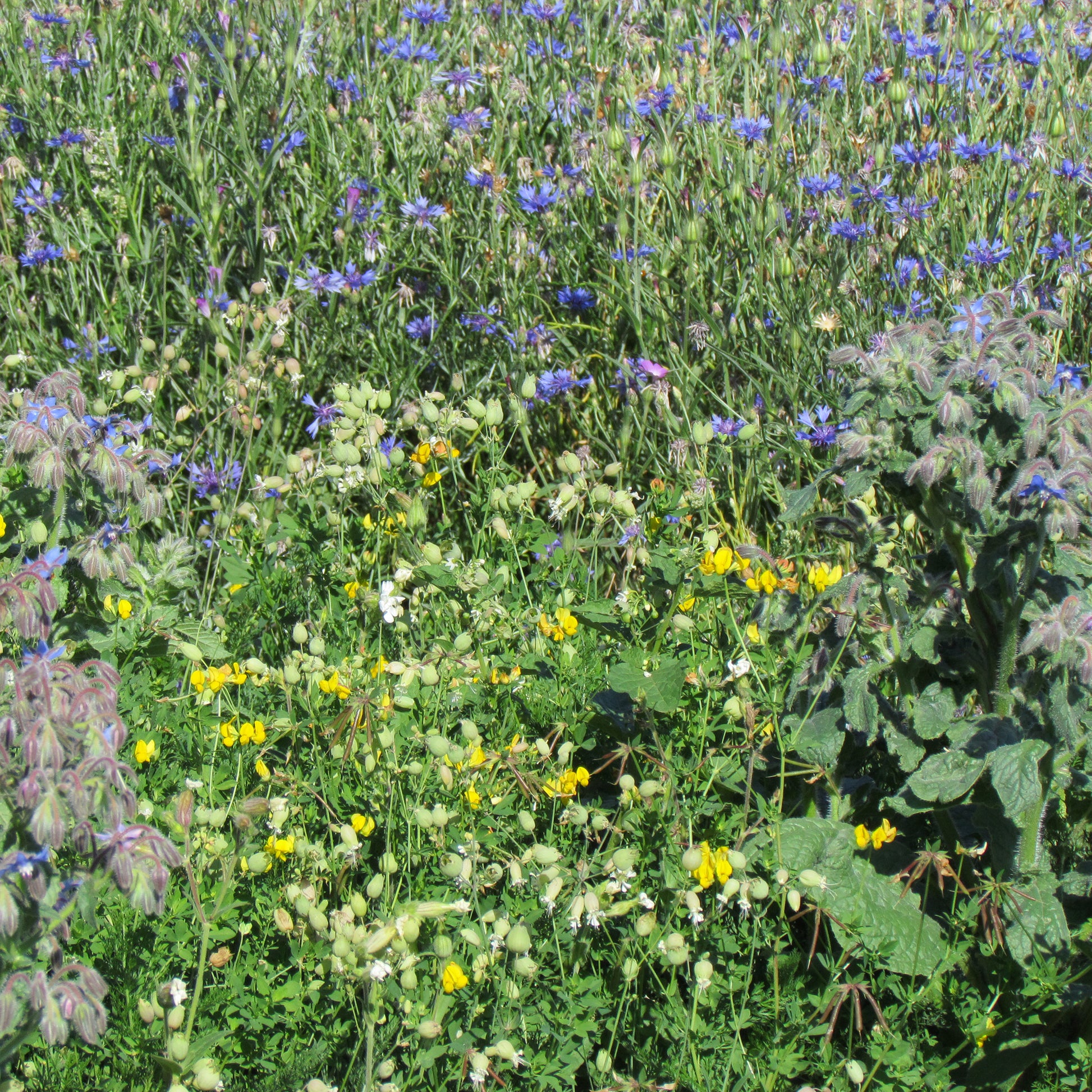 Allround bloemenmix - Bakker