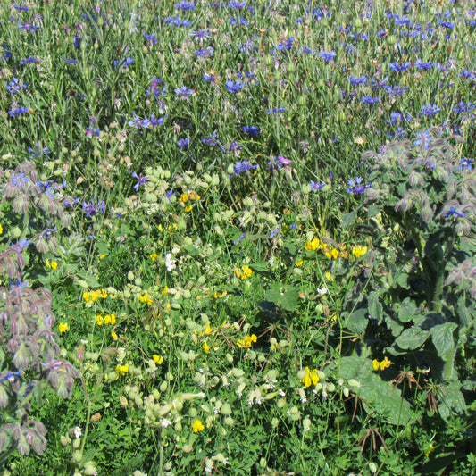 Allround bloemenmix - Bakker