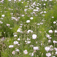Crèmekleurige bloemenmix - Bakker
