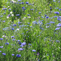 Blauwe bloemenmix - Bakker