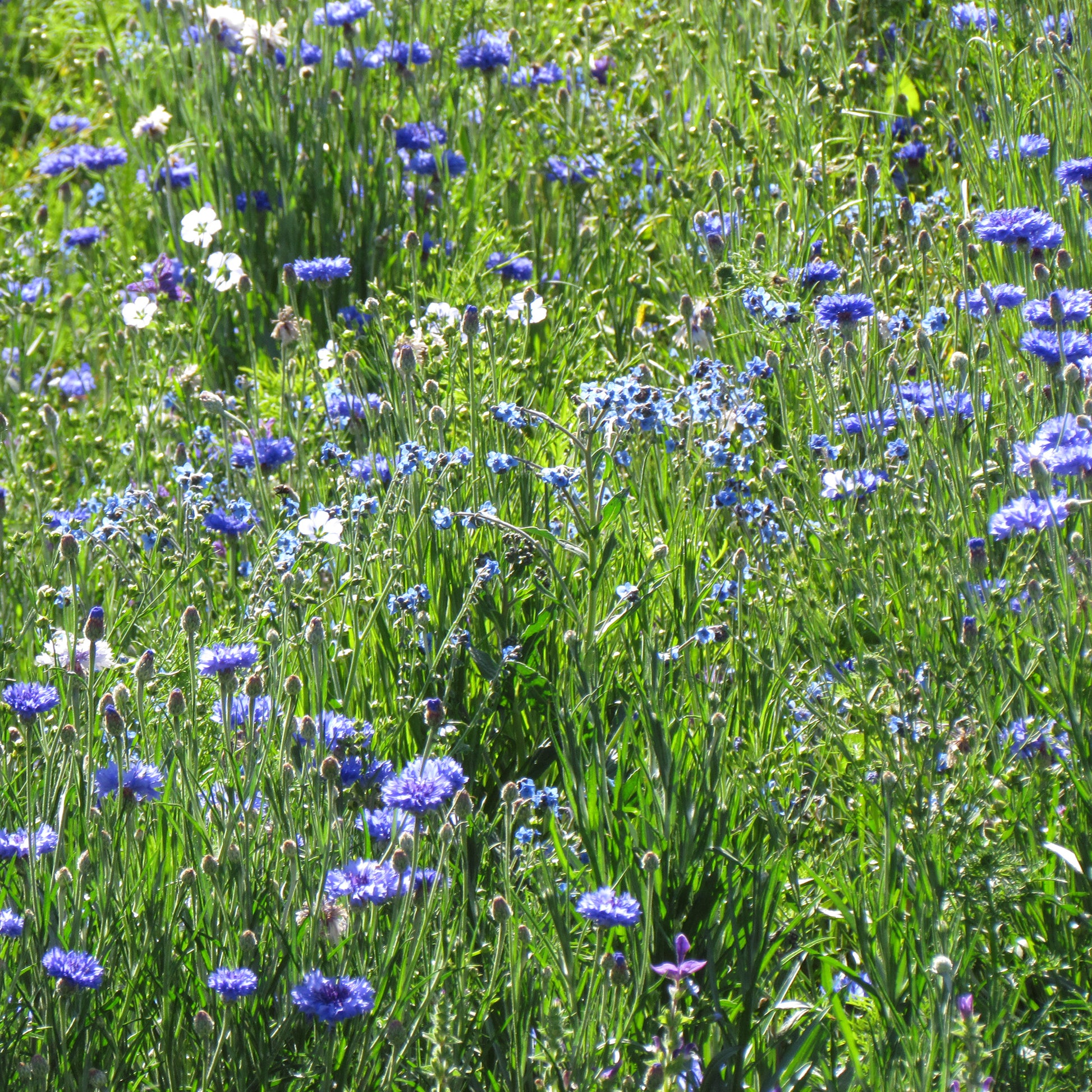 Blauwe bloemenmix - Bakker