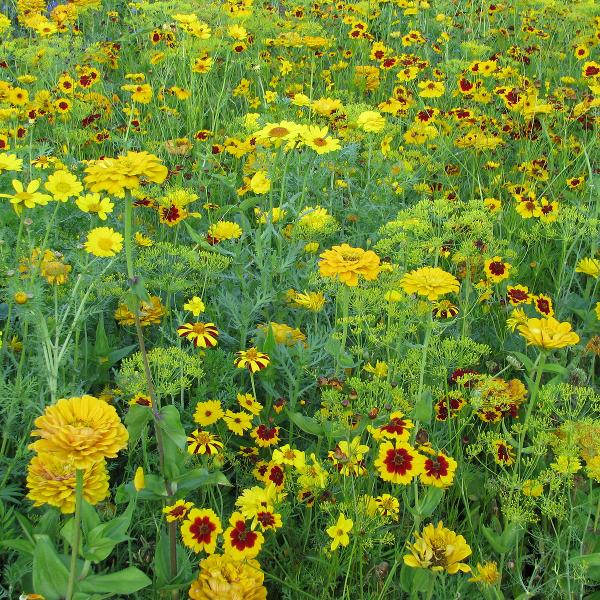 Gouden bloemenmix - Bakker