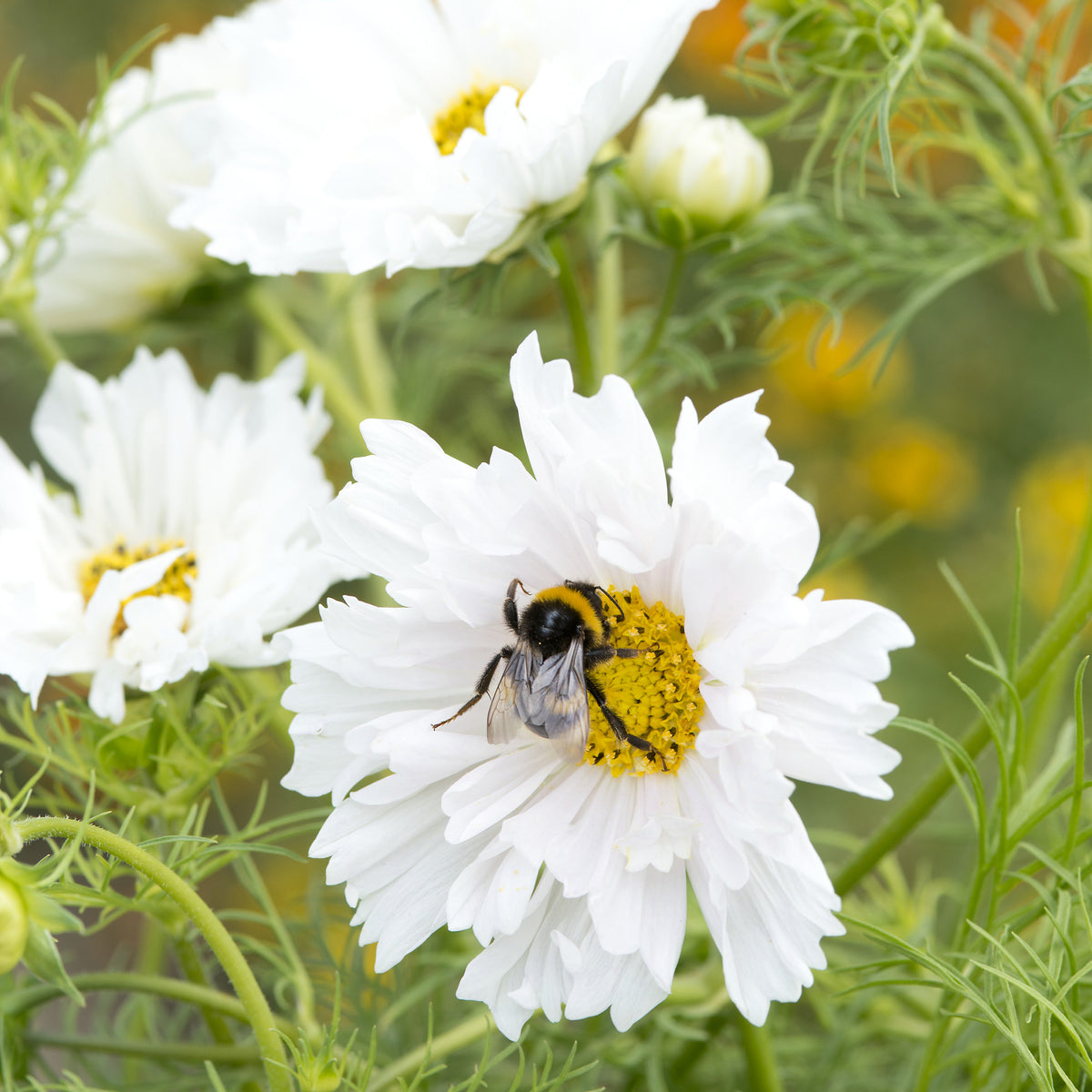 Cosmos 'Double Dutch White' - Bakker