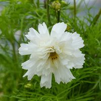 Cosmos 'Double Dutch White' - Cosmos bipinnatus 'Double Dutch White' - Bakker