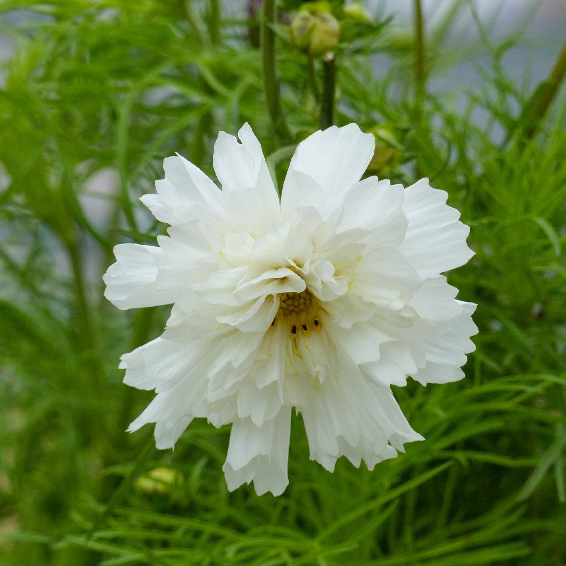 Cosmos 'Double Dutch White' - Cosmos bipinnatus 'Double Dutch White' - Bakker