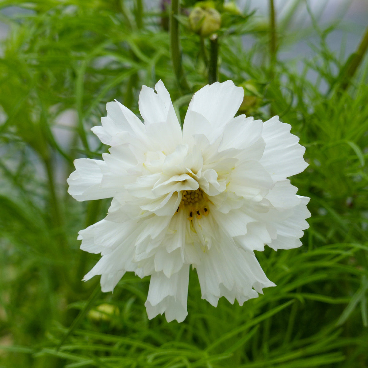 Cosmos 'Double Dutch White' - Cosmos bipinnatus 'Double Dutch White' - Bakker