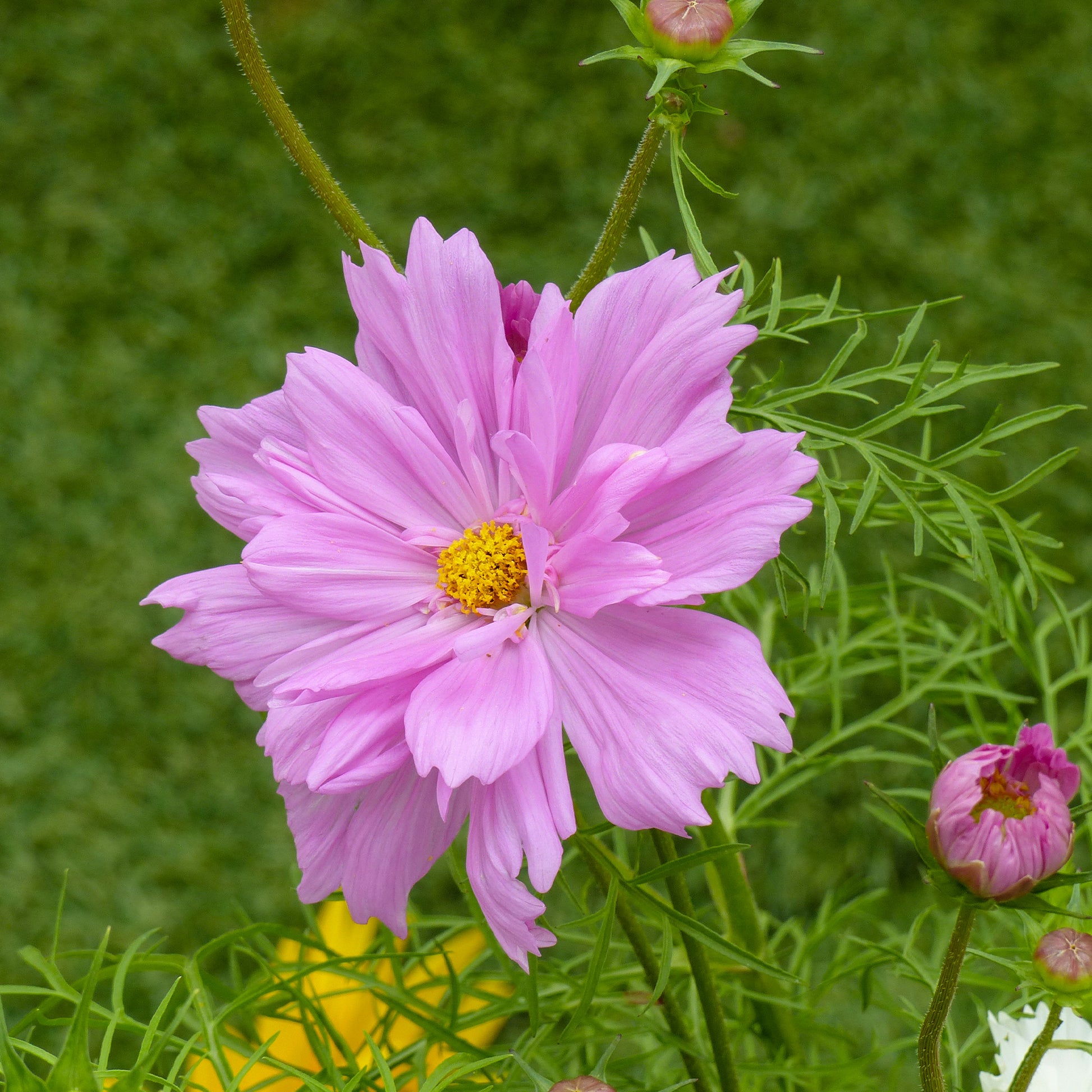 Cosmos bipinnatus 'Double Dutch Rose' - Cosmos 'Double Dutch Rose' - Bloemzaden voor perken en borders