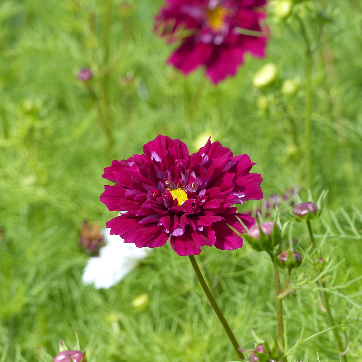 Cosmos 'Double Click Cranberries' - Bakker