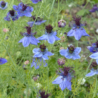 Nigella papillosa (hispanica) - Juffertje in het groen 'Midnight' - Bloemenzaden