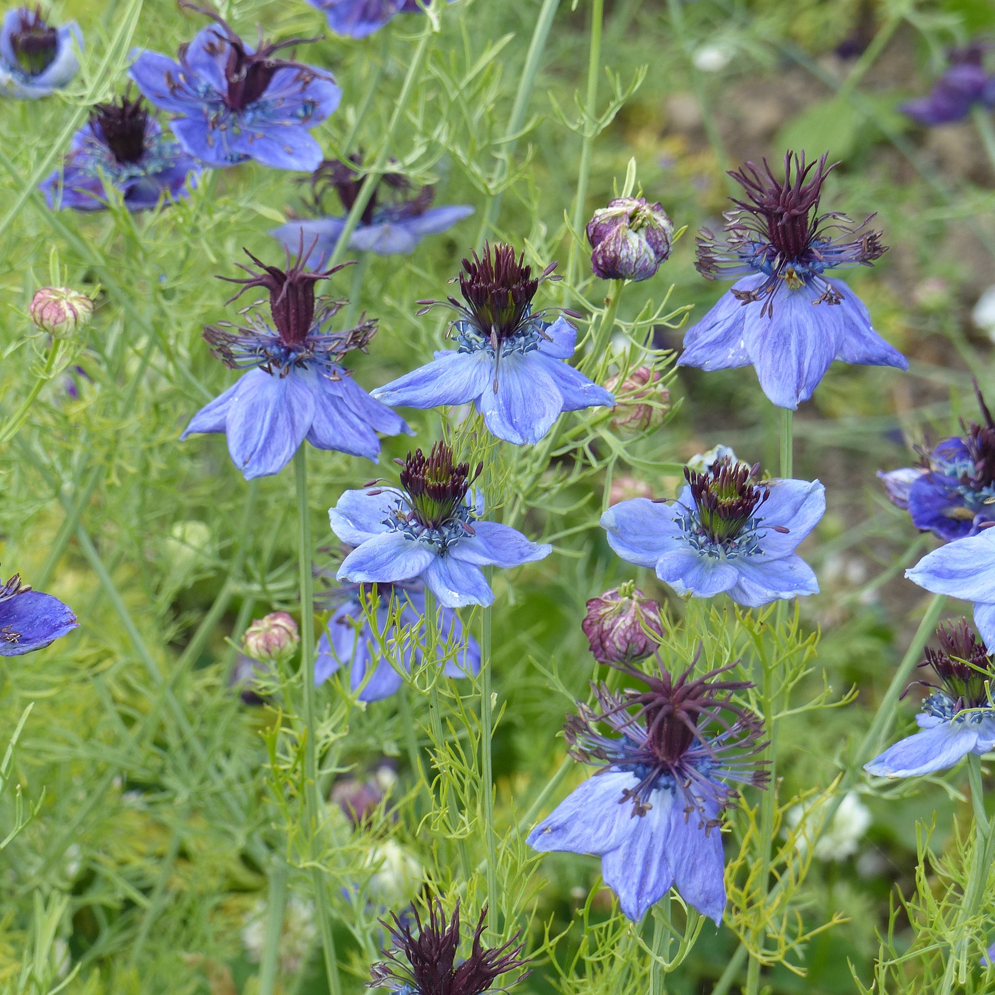 Nigella papillosa (hispanica) - Juffertje in het groen 'Midnight' - Bloemenzaden