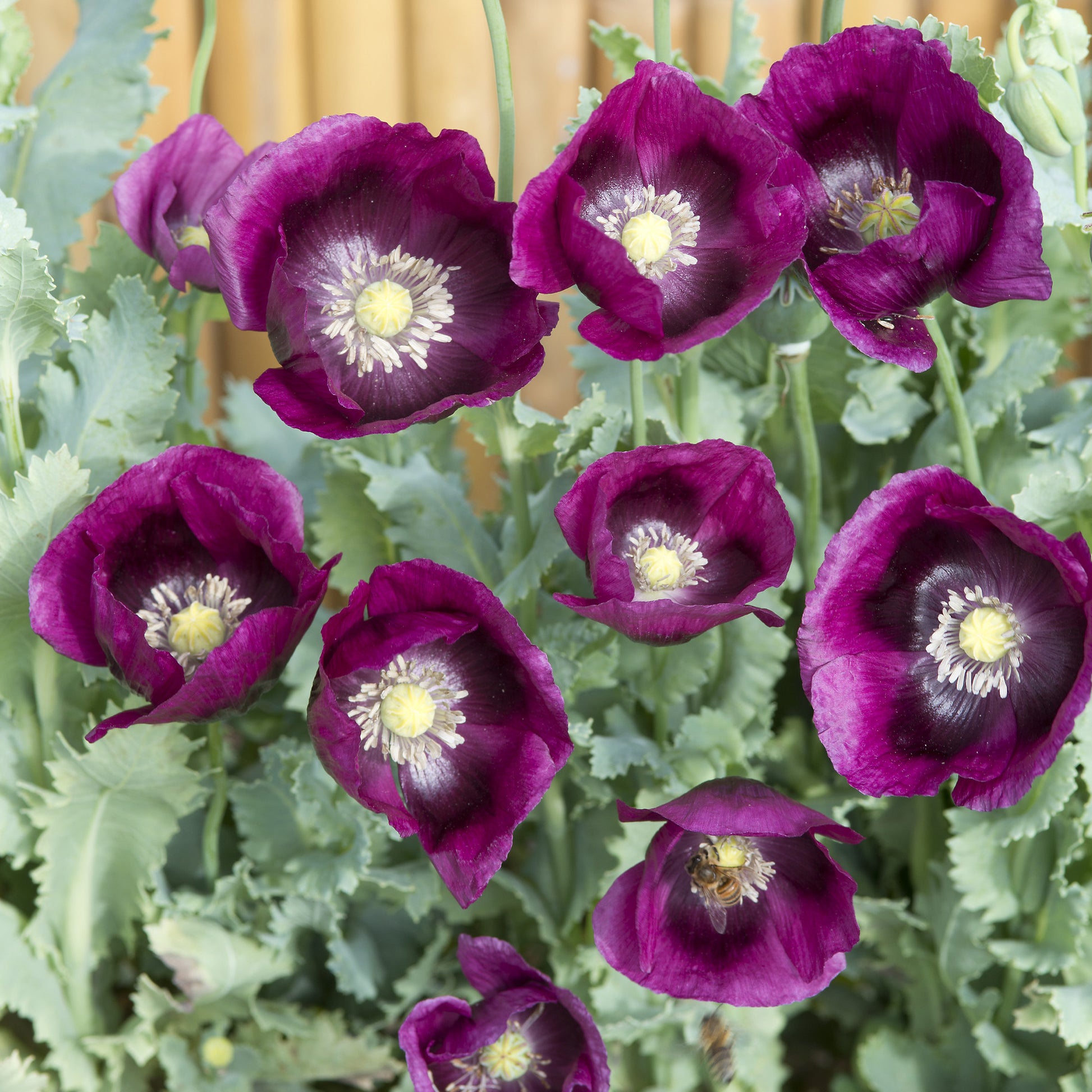 Slaapbol 'Lauren's Grape' - Papaver somniferum 'Lauren's Grape' - Bakker