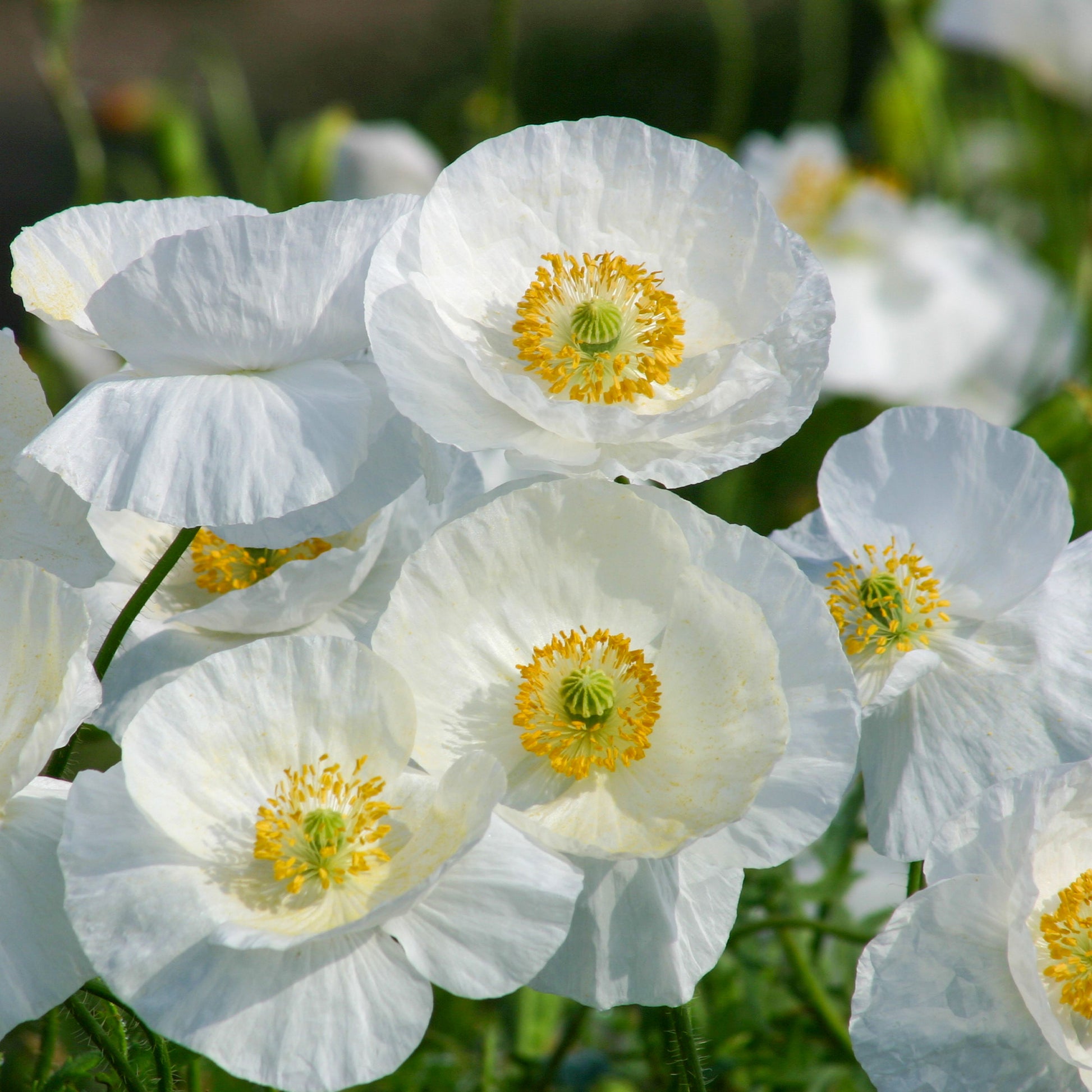Klaproos Bridal Silk - Papaver rhoeas 'Bridal Silk' - Bakker
