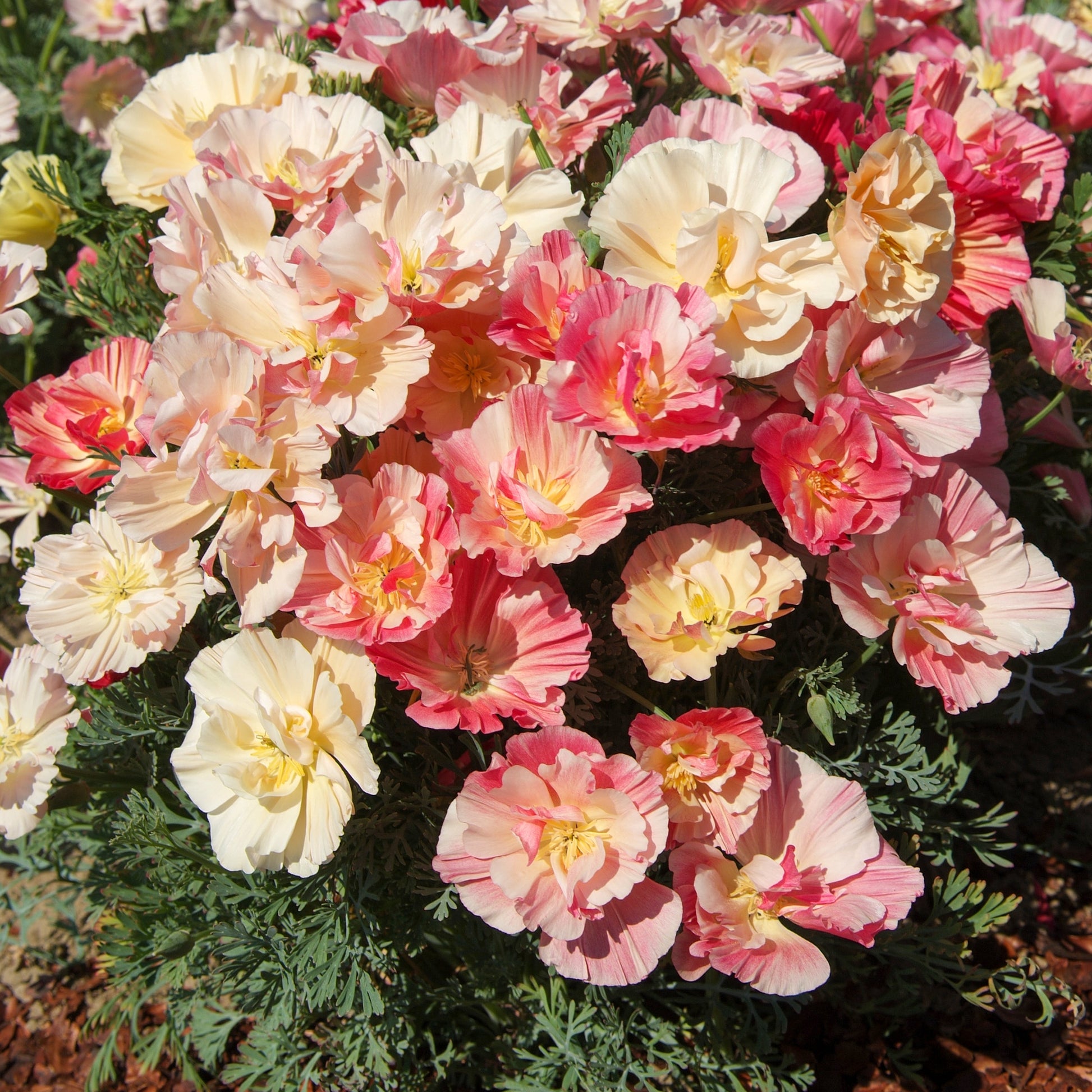 Slaapmutsje 'Thai Silk Appleblossom' - Eschscholzia californica 'Thai Silk Appleblossom Chiffon imp.' - Bakker