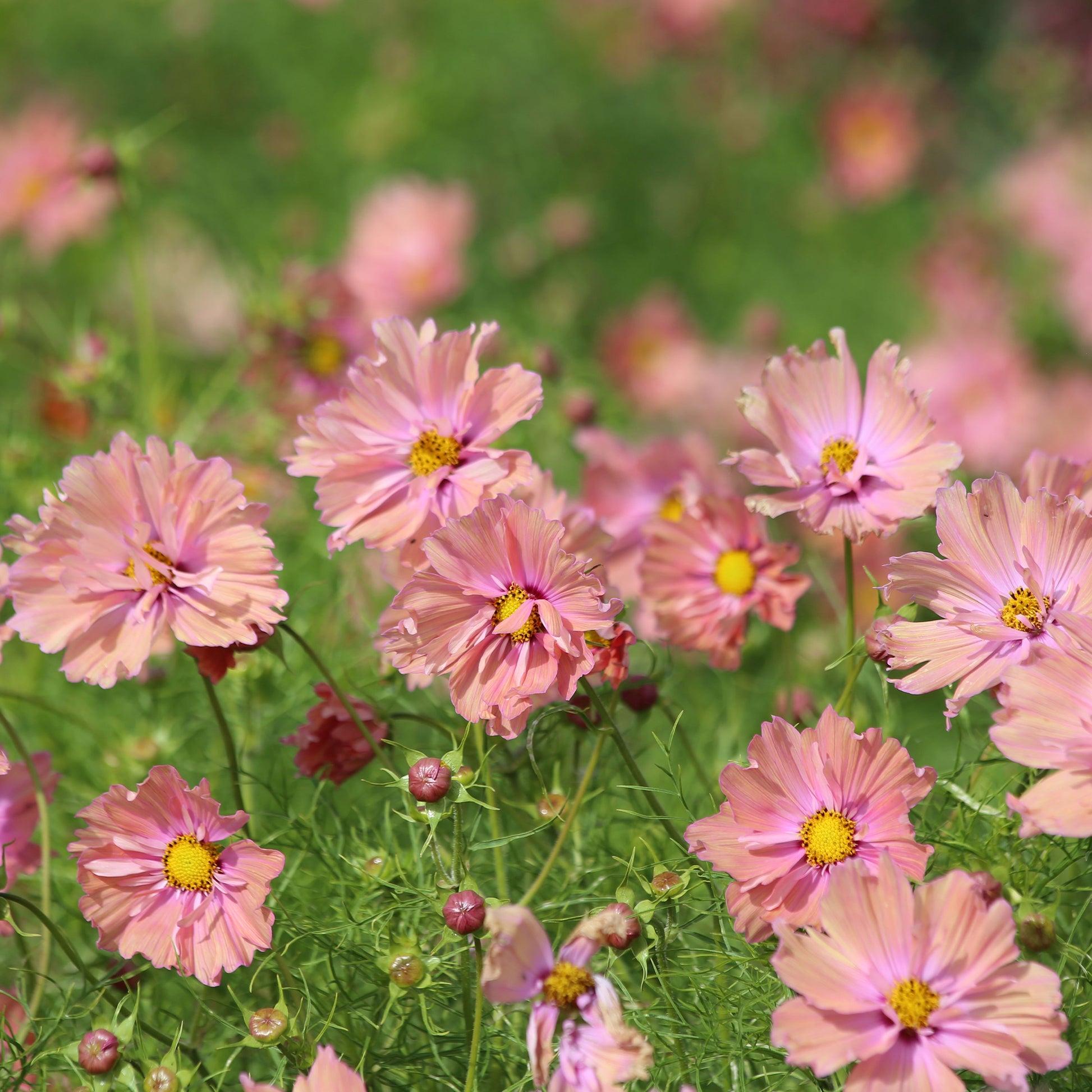 Cosmos Apricotta - Cosmos Apricotta - Bakker