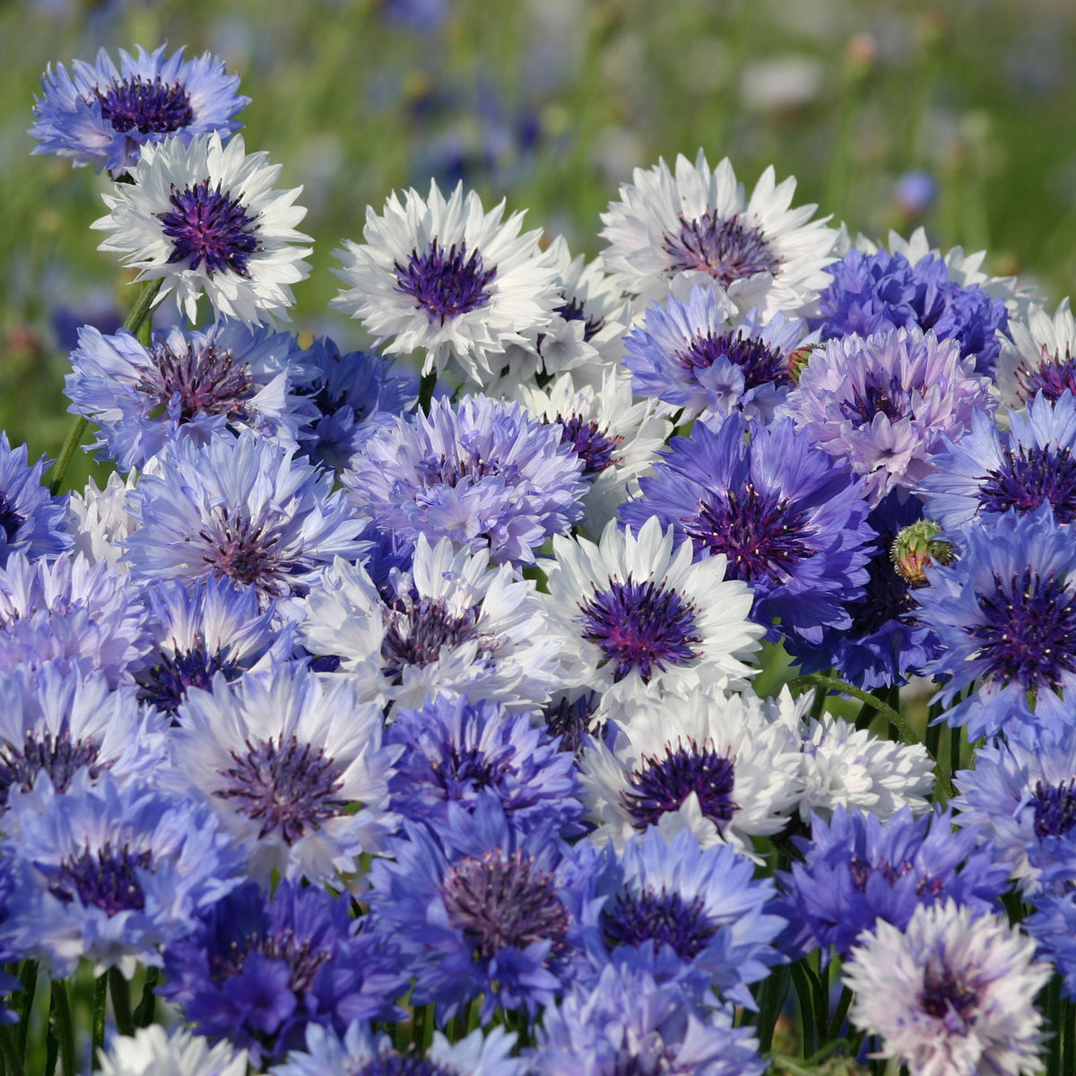 Korenbloem Classic Fantastic - Bakker