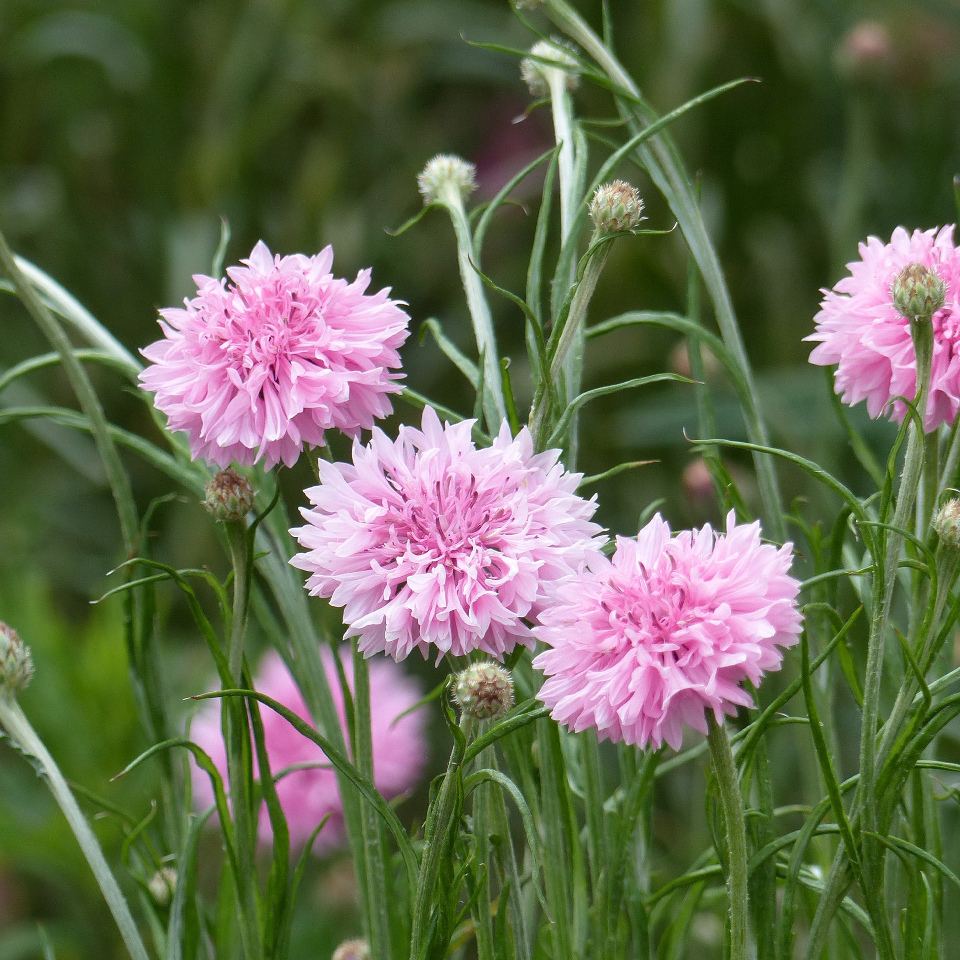 Korenbloem Pinkie - Bakker