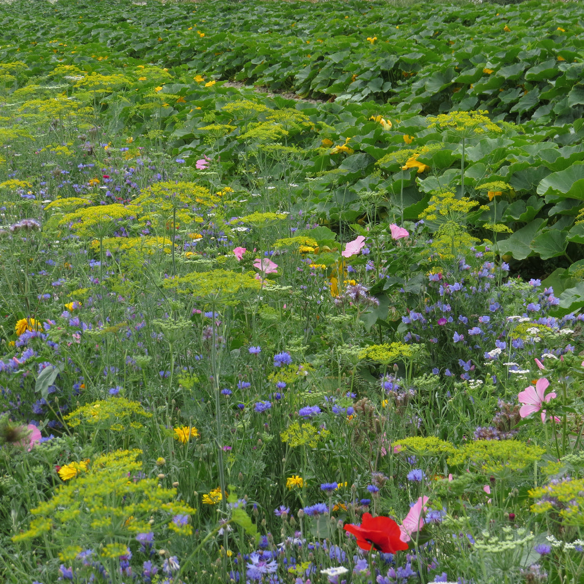 Nuttige bloemen voor moestuin - Bakker