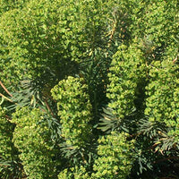 Wolfsmelk garrigues - Euphorbia characias - Type plant