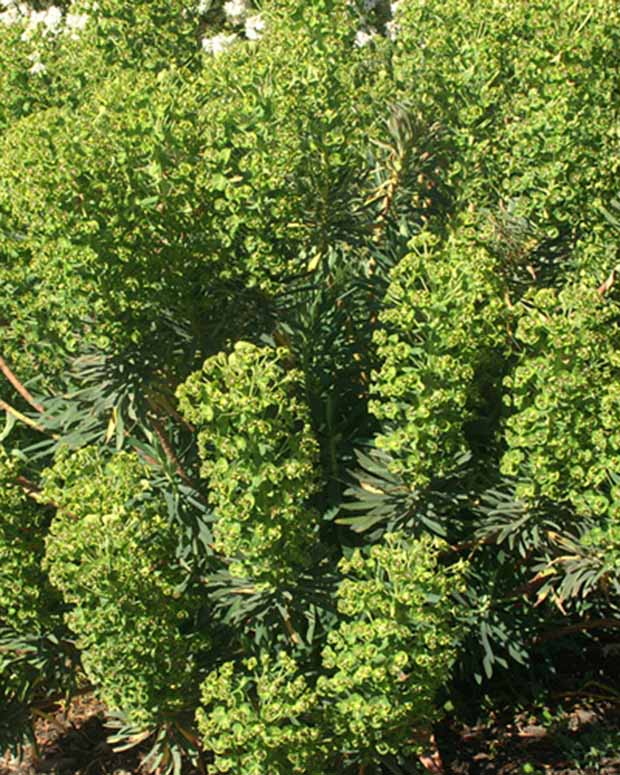 Wolfsmelk garrigues - Euphorbia characias - Type plant