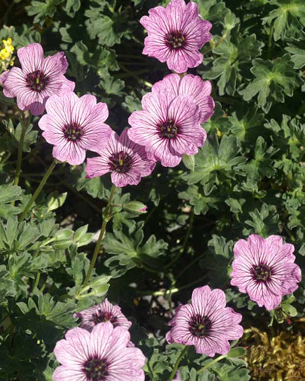 Ooievaarsbek Ballerina - Geranium cinereum ballerina - Tuinplanten