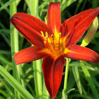 Hemerocallis sammy russell - Daglelie 'Sammy Russell' - Hemerocallis - Daglelie