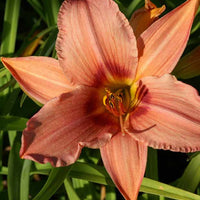 Daglelie Accepted Dare Lys d'un jour - Hemerocallis accepted dare - Tuinplanten