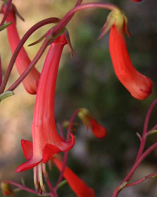 Kaapse Fuchsia - Phygelius capensis - Tuinplanten