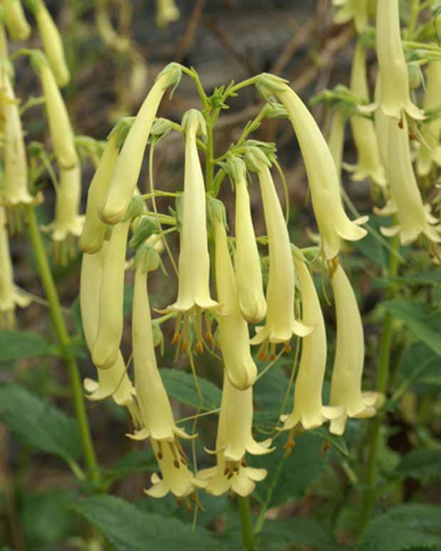 Kaapse Fuchsia Moonraker - Phygelius rectus moonraker - Vaste planten