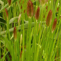 Lampepoetsersgrasde Thunberg Red Buttons - Pennisetum thunbergii red buttons (massaicum) - Type plant